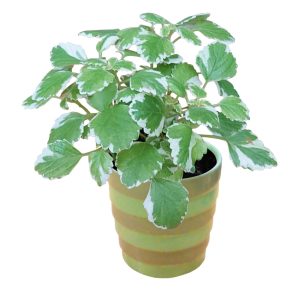 PLANTA DEL INCIENSO