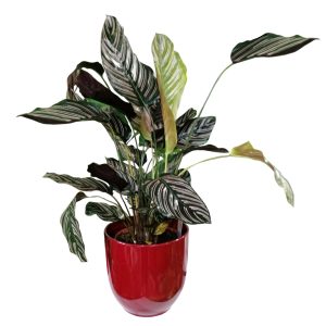 CALATHEA