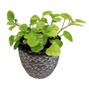PLANTA DEL DINERO